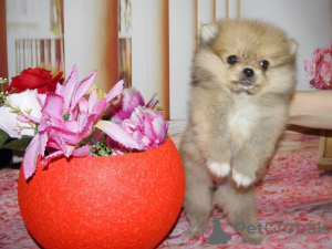 Additional photos: Pomeranian girl