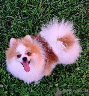 Photo №1. pomeranian - for sale in the city of Belgrade | negotiated | Announcement № 112432