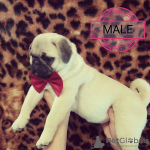 Additional photos: Selling a gorgeous pug dog with club documents from the Champion of Ukraine