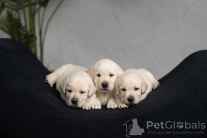 Photo №1. labrador retriever - for sale in the city of Minsk | negotiated | Announcement № 78627