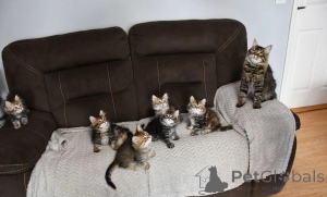 Photo №1. siberian cat - for sale in the city of Badgastein | 361$ | Announcement № 171014