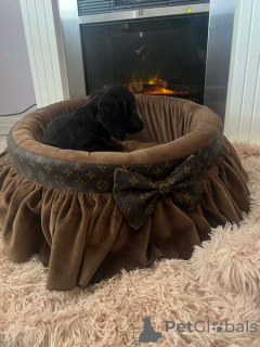 Photo №3. Long-haired miniature dachshund. Serbia