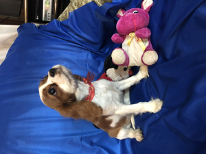 Photo №4. I will sell cavalier king charles spaniel in the city of Minsk. private announcement - price - 580$