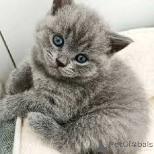 Photo №4. I will sell british shorthair in the city of Mainz.  - price - negotiated