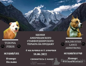 Photo №1. american staffordshire terrier - for sale in the city of Bishkek | negotiated | Announcement № 25856