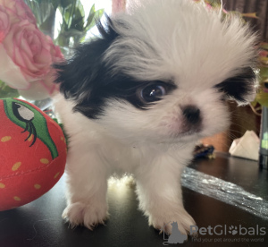 Photo №4. I will sell japanese chin in the city of St. Petersburg. private announcement - price - 342$
