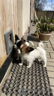 Photo №1. papillon dog - for sale in the city of Máslovice | Is free | Announcement № 83192