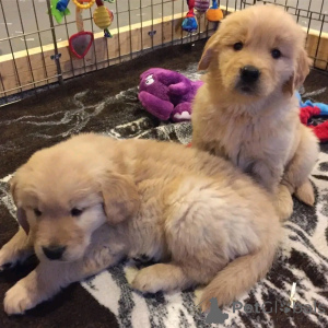 Photo №2 to announcement № 138867 for the sale of golden retriever - buy in Germany private announcement, breeder