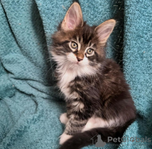 Photo №1. maine coon - for sale in the city of Niederbipp | 423$ | Announcement № 116875