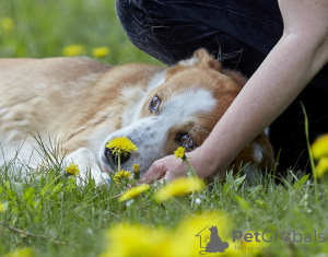 Additional photos: Cute puppy in good hands.