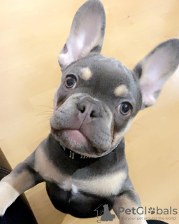 Additional photos: French Bulldog puppies for sale