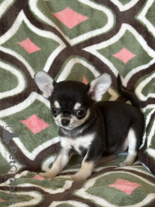 Photo №2 to announcement № 92859 for the sale of chihuahua - buy in Spain from nursery