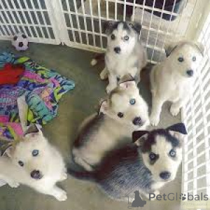 Photo №1. siberian husky - for sale in the city of Flensburg | 929$ | Announcement № 167630