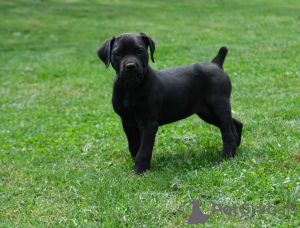 Additional photos: Boerboel (South African Mastiff) puppies