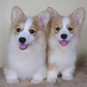 Photo №1. welsh corgi - for sale in the city of Амстердам | negotiated | Announcement № 44024