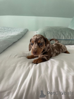 Photo №3. Dachshund puppies....whatsapp me at 44 7453 907158. Germany