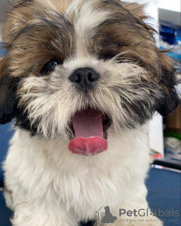 Photo №1. shih tzu - for sale in the city of Warsaw | 465$ | Announcement № 101127