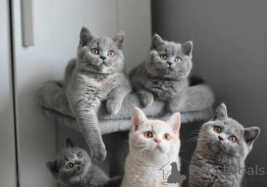 Photo №1. british shorthair - for sale in the city of Brudzów | 413$ | Announcement № 176662