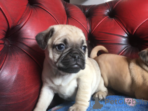 Photo №1. pug - for sale in the city of Cochem | 407$ | Announcement № 106747