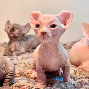 Photo №1. sphynx cat - for sale in the city of Florida | 300$ | Announcement № 135775