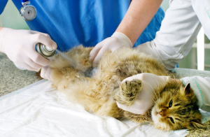 Photo №2. Veterinarian Services in Russian Federation. Price - 25$. Announcement № 356