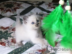Photo №4. I will sell ragdoll in the city of Hagen. private announcement, from nursery - price - 423$