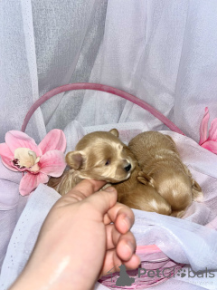 Photo №3. Mini Maltipoo F1. United Arab Emirates