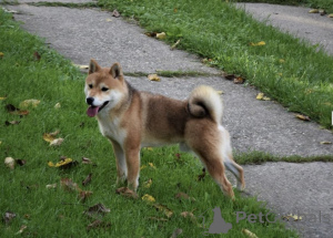 Photo №2 to announcement № 135763 for the sale of shiba inu - buy in Serbia breeder