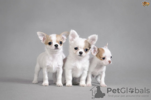 Photo №1. non-pedigree dogs - for sale in the city of Bamberg | Is free | Announcement № 116416