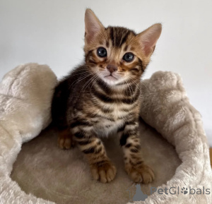 Photo №1. bengal cat - for sale in the city of Bundenbach | 361$ | Announcement № 178167