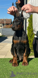 Additional photos: Doberman puppies for sale