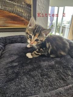 Photo №2 to announcement № 172428 for the sale of maine coon - buy in Austria breeder