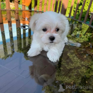 Photo №1. maltese dog - for sale in the city of Athens | negotiated | Announcement № 168162