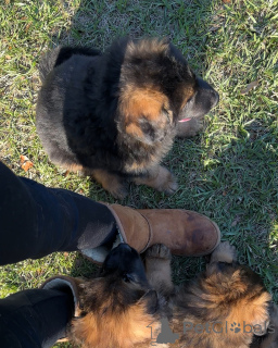 Photo №1. german shepherd - for sale in the city of Arlington | 444$ | Announcement № 172357