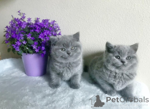 Photo №1. british shorthair - for sale in the city of Papenburg | 329$ | Announcement № 149728