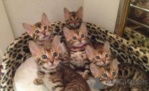 Photo №1. bengal cat - for sale in the city of Amsterdam | 516$ | Announcement № 160769