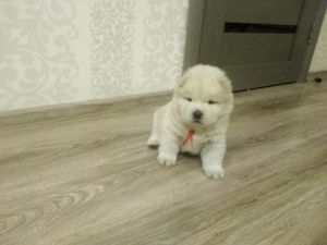 Photo №2 to announcement № 4457 for the sale of chow chow - buy in Belarus breeder