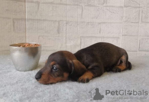 Photo №2 to announcement № 10428 for the sale of dachshund - buy in Russian Federation breeder