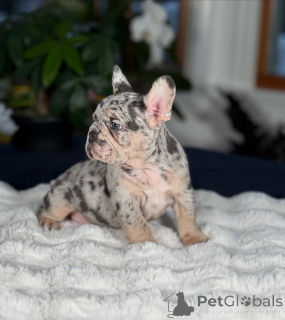 Photo №2 to announcement № 145197 for the sale of french bulldog - buy in United Kingdom breeder
