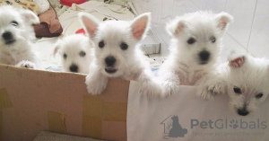 Photo №1. west highland white terrier - for sale in the city of Łeba | 442$ | Announcement № 13588