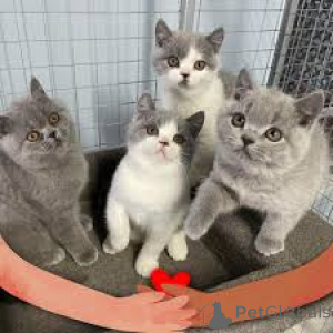 Photo №3. Myytävät brittiläisen lyhytkarvaiset kissanpennut. Finland