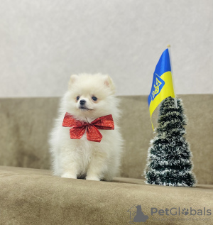 Photo №3. Pomeranian puppy for sale! The girl is fully vaccinated.. Ukraine