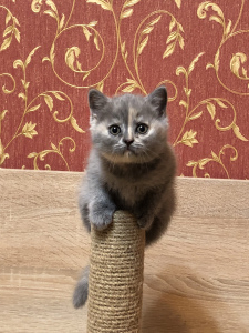 Photo №1. british shorthair - for sale in the city of Samara | Is free | Announcement № 6104