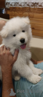 Photo №1. samoyed dog - for sale in the city of St. Petersburg | 608$ | Announcement № 11374