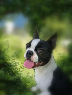 Photo №2 to announcement № 7125 for the sale of boston terrier - buy in Poland private announcement, breeder