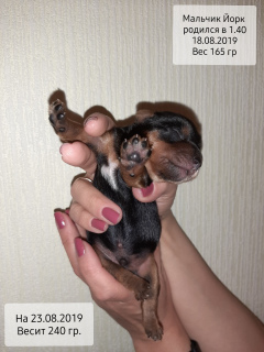 Photo №2 to announcement № 3639 for the sale of yorkshire terrier - buy in Russian Federation from nursery