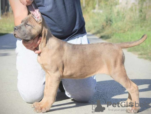 Additional photos: Cane Corso puppies available for sale.