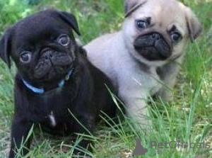 Photo №1. pug - for sale in the city of Warsaw | 317$ | Announcement № 57373