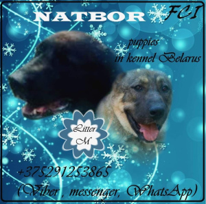 Photo №2 to announcement № 4606 for the sale of central asian shepherd dog - buy in Belarus from nursery