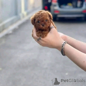 Photo №3. Toy poodle puppy. United States